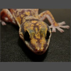 Marbled Velvet Gecko.october-2003-images.zacharoo.comDscn2272.jpg